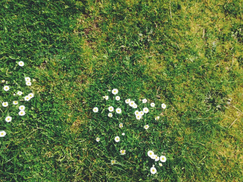 Grass